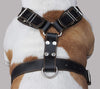 Genuine Leather Dog Harness. 31"-37" Chest, 1.5" Wide Straps, Rottweiler, Cane Corso, Mastiff