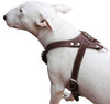 Brown Genuine Leather Dog Harness, Medium. 25.5"-29" Chest size, 1" Wide Amstaff