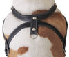 Leather Dog Pulling Walking Harness . 33"-37" Chest, 1" Wide Straps. Pitt Bull, Boxer