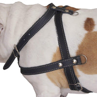 Leather Dog Pulling Walking Harness . 33"-37" Chest, 1" Wide Straps. Pitt Bull, Boxer