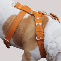 Orange Genuine Leather Dog Harness, Large to Xlarge. 33"-37" Chest, 1.5" Wide Straps, Mastiff.