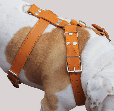 Tan Genuine Leather Dog Harness, Large to XLarge. 35