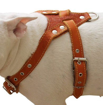 Genuine Leather Dog Harness, Medium. 25.5