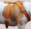 Tan Genuine Leather Dog Harness, Large to XLarge. 35"-39" Chest, 1.5" Wide Straps