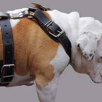 Black Genuine Leather Dog Harness. 28"-34" Chest, 1.5" Wide Straps, Rottweiler, Bulldog