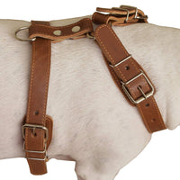 Genuine Leather Dog Harness, 25"-30" Chest, 1" Wide Adjustable Straps for Medium and Large Dogs