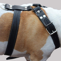 Black Genuine Leather Dog Harness, Large to XLarge. 33"-37" Chest, 1.5" Wide Straps