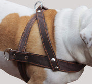 Genuine Brown Leather Dog Pulling Walking Harness XLarge. 35"-39.5" Chest, 1.5" Wide Straps