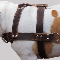 Brown Genuine Leather Dog Pulling Harness 33"-37" Chest Size 1.5" Wide Straps, Cane Corso Mastiff