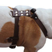 Genuine Leather Dog Harness Medium to Large 25"-32" Chest, 1" Wide Adjustable Straps
