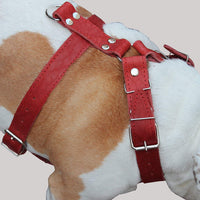 Red Genuine Leather Dog Harness Large. 30"-35" Chest size, 1.5" Wide Straps Pitbull, Cane Corso