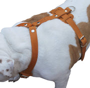 Genuine Leather Dog Harness, 37"-45" Chest, 1" Wide Straps. XXLarge. Newfoundland, Mastiff
