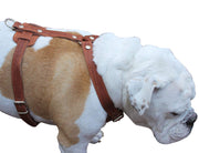 Genuine Leather Dog Harness, 33"-41" Chest, 1" Wide Straps Newfoundland, Great Dane