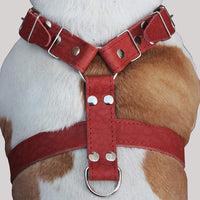 Red Genuine Leather Dog Harness Large. 30"-35" Chest size, 1.5" Wide Straps Pitbull, Cane Corso