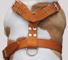 Tan Genuine Leather Dog Harness, Large. 35"-40" Chest, 1.5"Wide Straps Mastiff Great Dane