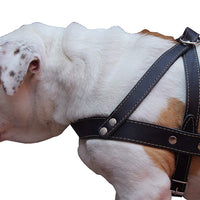 Genuine Black Leather Dog Pulling Walking Harness XLarge. 35"-39.5" Chest, 1.5" Wide Straps