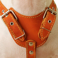 Genuine Leather Dog Harness, Medium. 25.5"-29" Chest size, 1" Wide, Amstaff, Pitbull