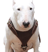 Brown Genuine Leather Dog Harness, Medium. 25"-30" Chest, 1" Wide Adjustable Straps