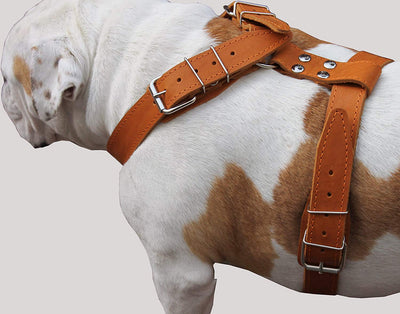 Tan Genuine Leather Dog Harness, Large. 35