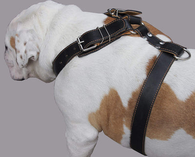 Genuine Leather Dog Harness. 31