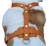 Genuine Leather Dog Harness, 33"-41" Chest, 1" Wide Straps Newfoundland, Great Dane