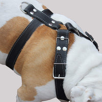 Black Genuine Leather Dog Harness, Large to XLarge. 33"-37" Chest, 1.5" Wide Straps