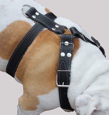 Black Genuine Leather Dog Harness, Large to XLarge. 35