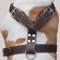 Brown Genuine Leather Dog Harness, Large. 35"-40" Chest, 1.5" Wide Straps Mastiff Great Dane